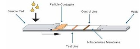 免疫層析檢測(cè)試紙條